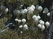 Bear Grass