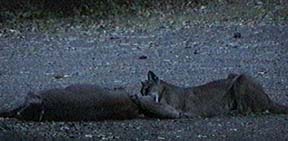Cougar with deer